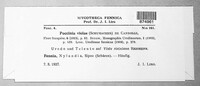 Puccinia violae image